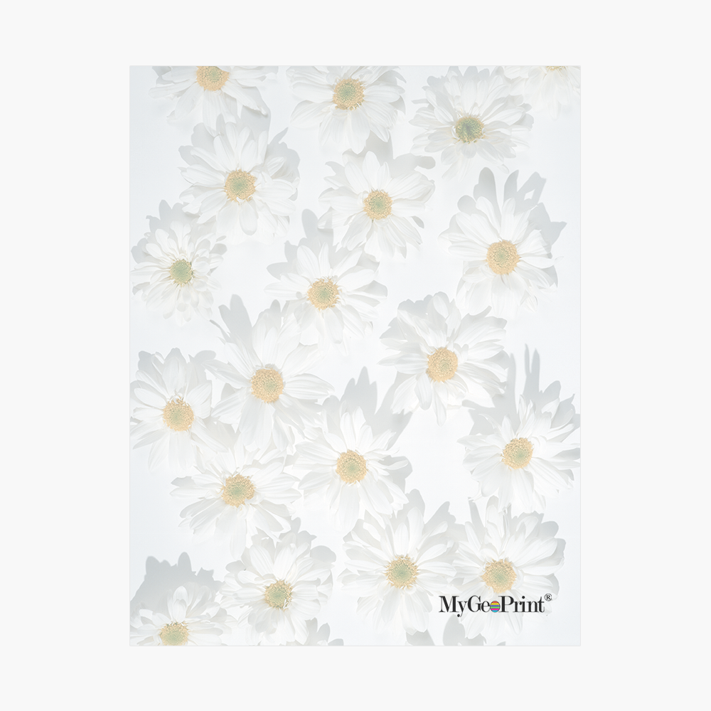 Daisies MyGeoPrint