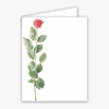 Rose Baronial Vertical Folded Card No 5 Geographics 40439 CDFV 4 25x5 5