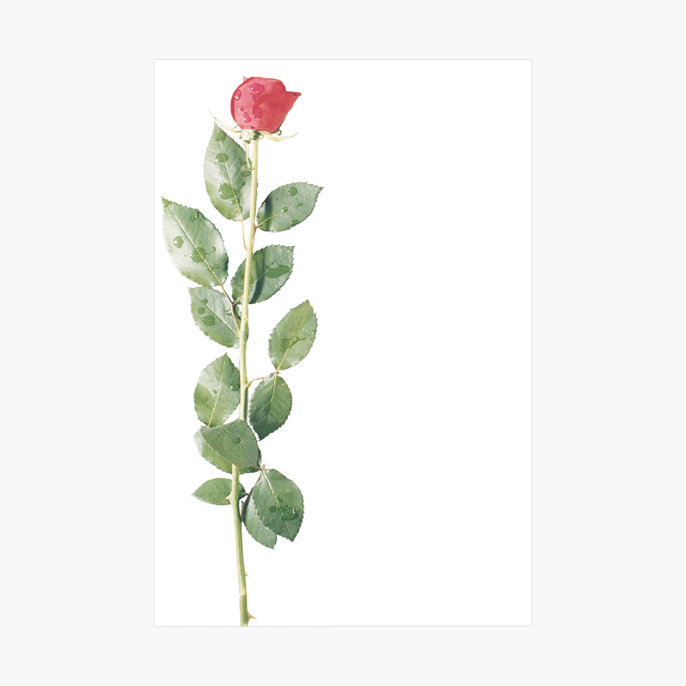 Rose Full Color Poster Board Geographics 40439 PB 12x18 1