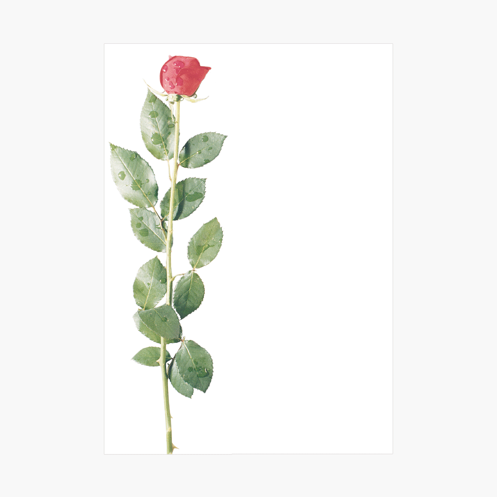 Rose Full Color Poster Board Geographics 40439 PB 19x27 1