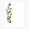 Rose Letterhead Geographics 40439 LETT 8 5x11 1